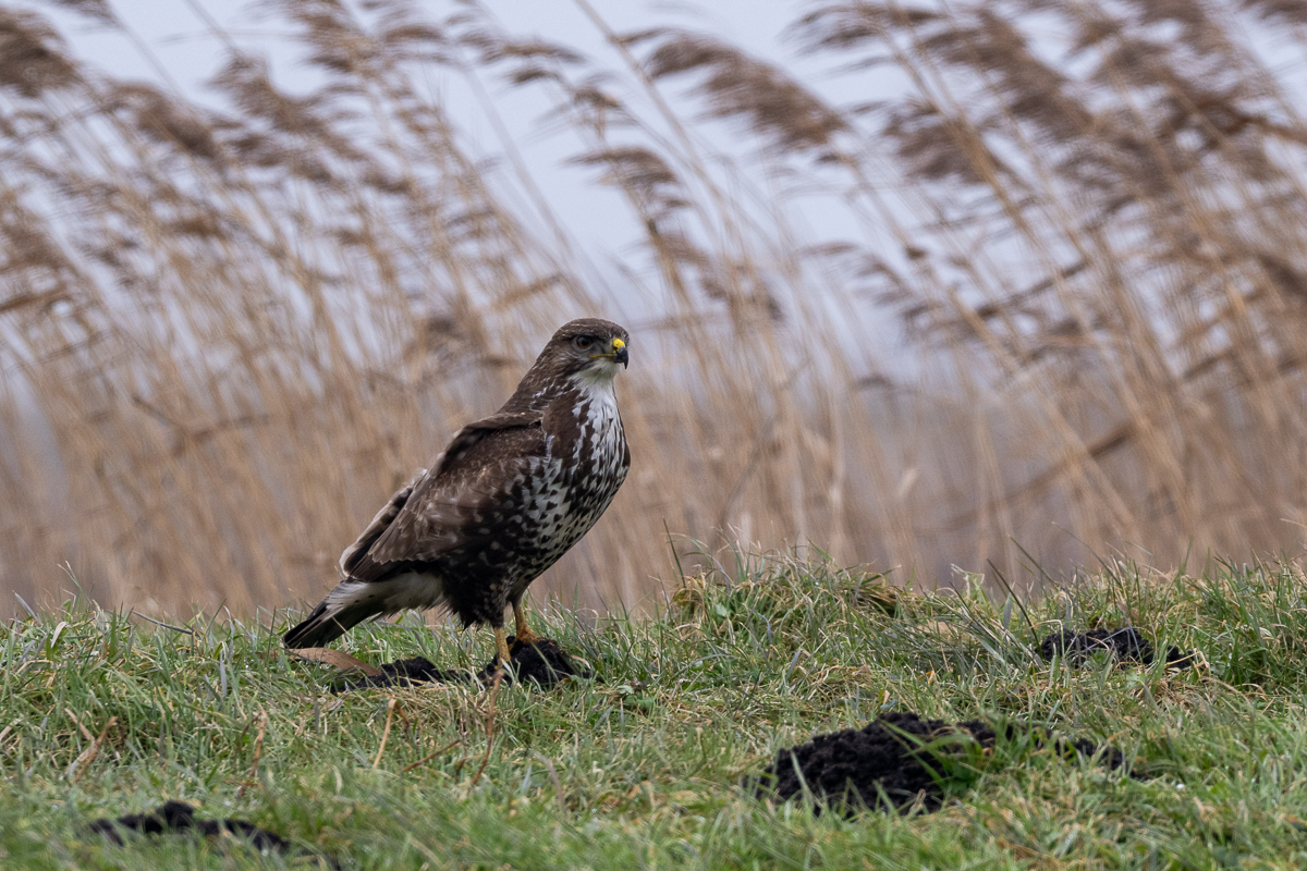 buizerd 2