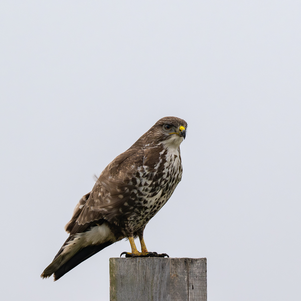 buizerd 3