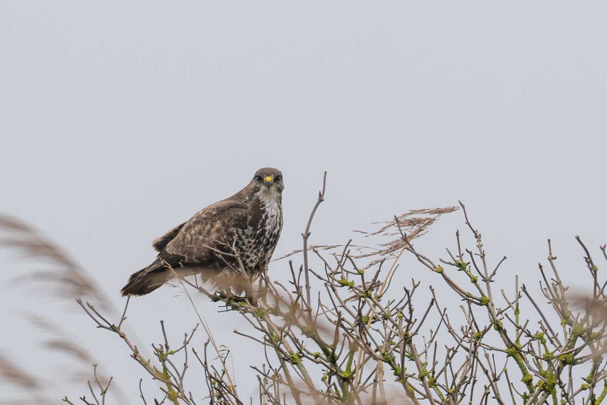 buizerd