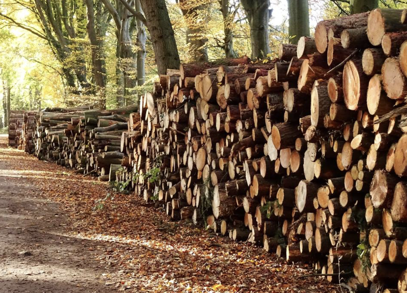 Bosbeheer in Gaasterland – waarom bomen kappen soms noodzakelijk is