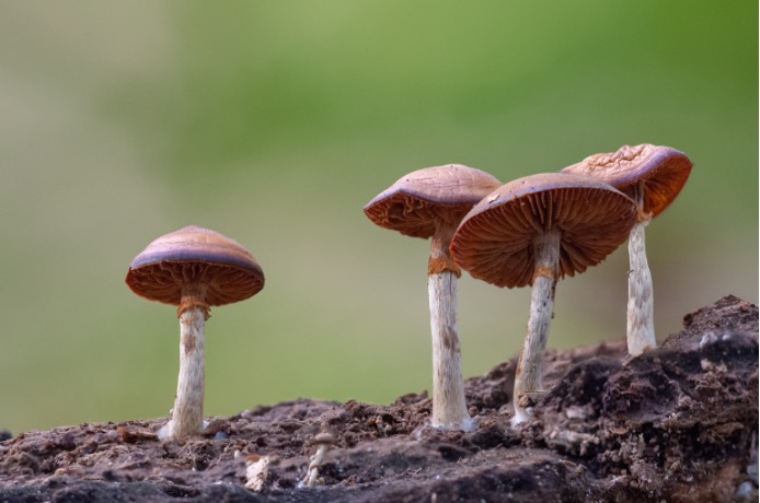 Grien Goud: groene vrijwilligers ontdekken Gaasterland