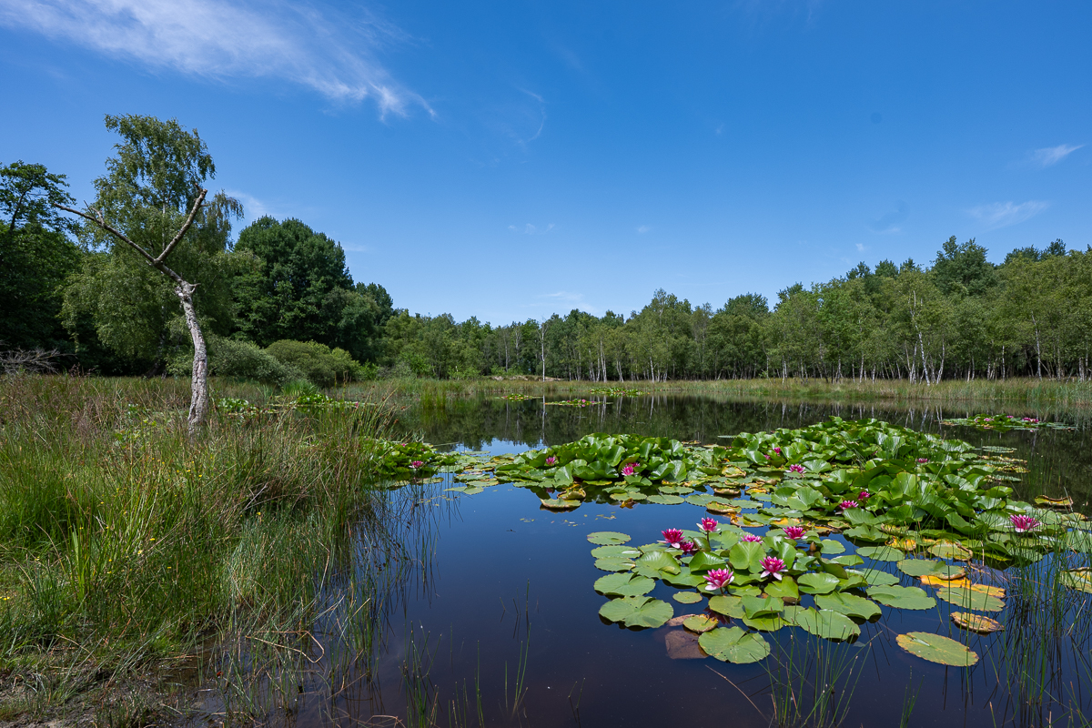 Roze waterlelie 1