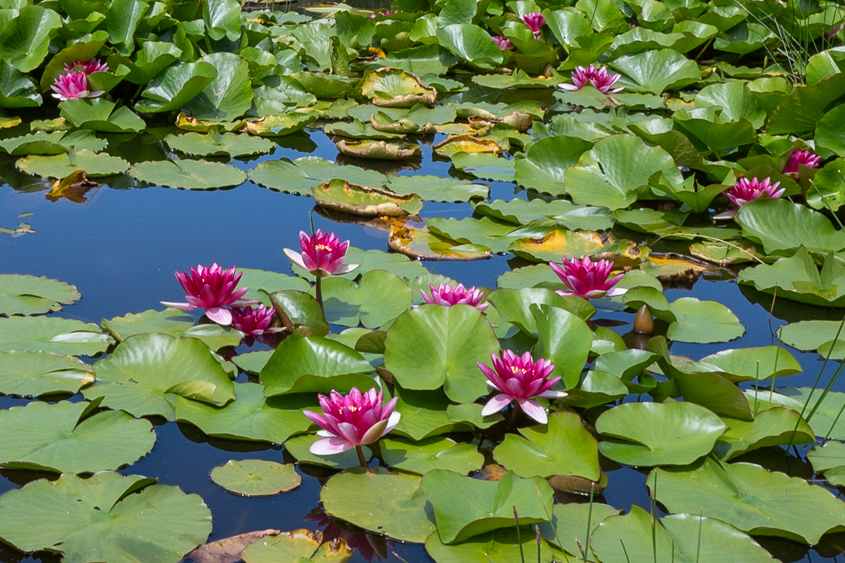 Roze waterlelie 2