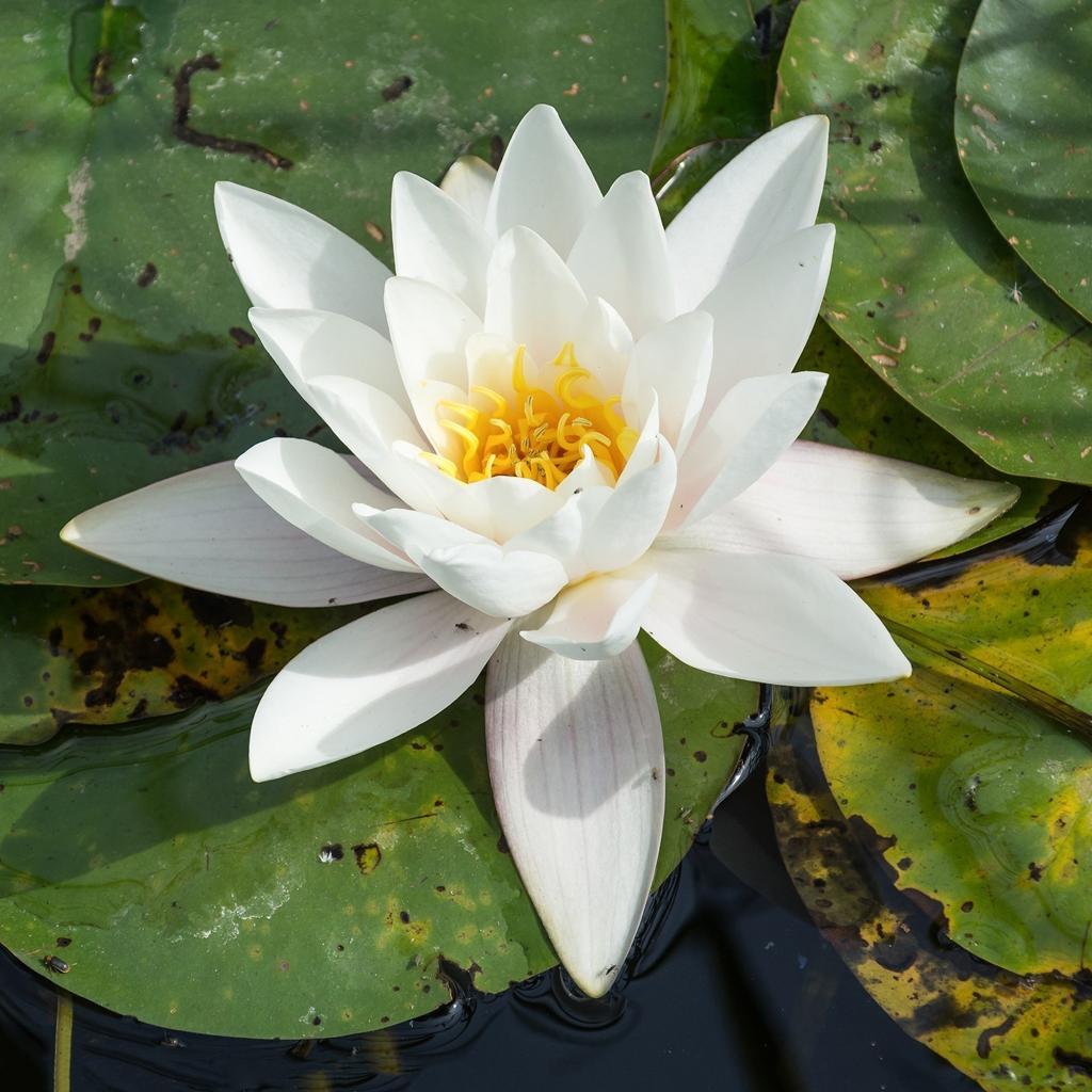 Witte waterlelie