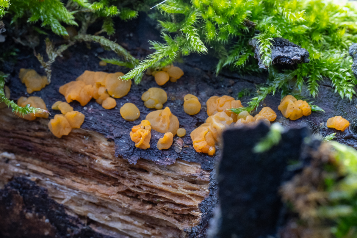 Wyldemerk oranje druppelzwam 40