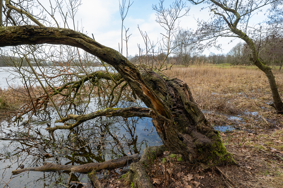 Wyldemerk winter 2026 12