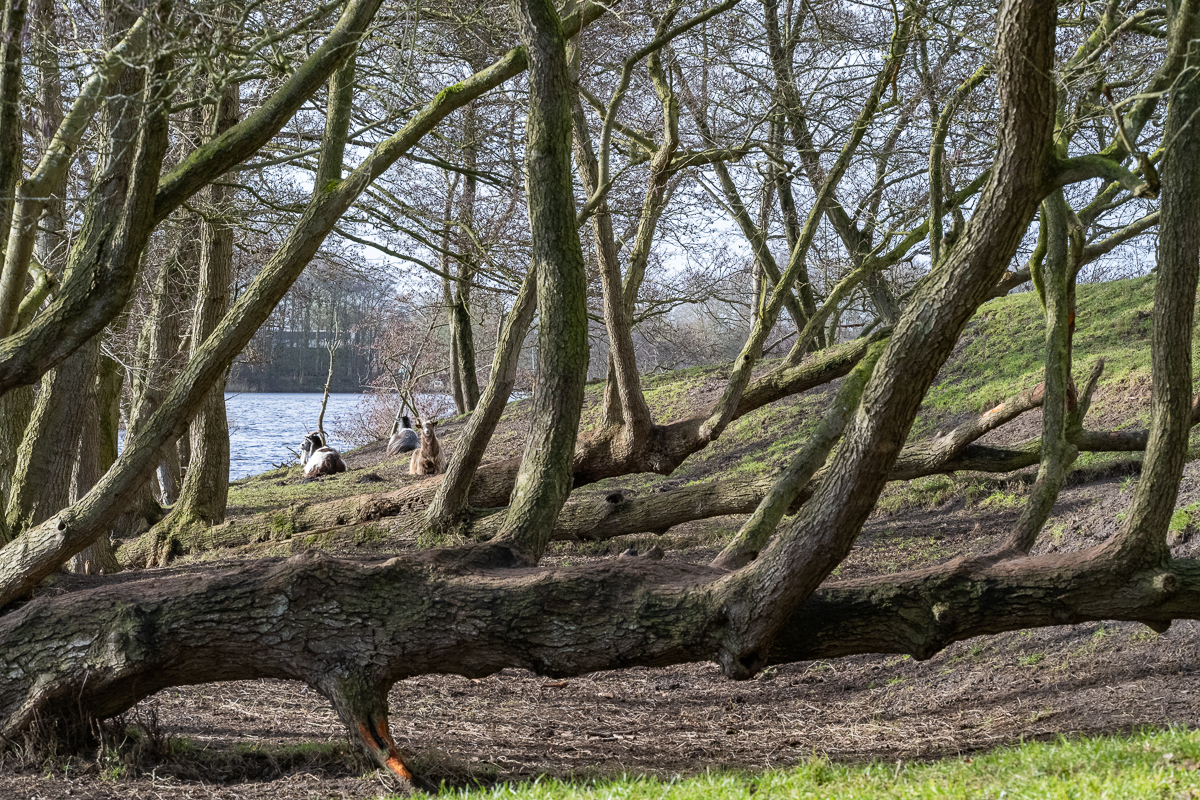 Wyldemerk winter 2026 26