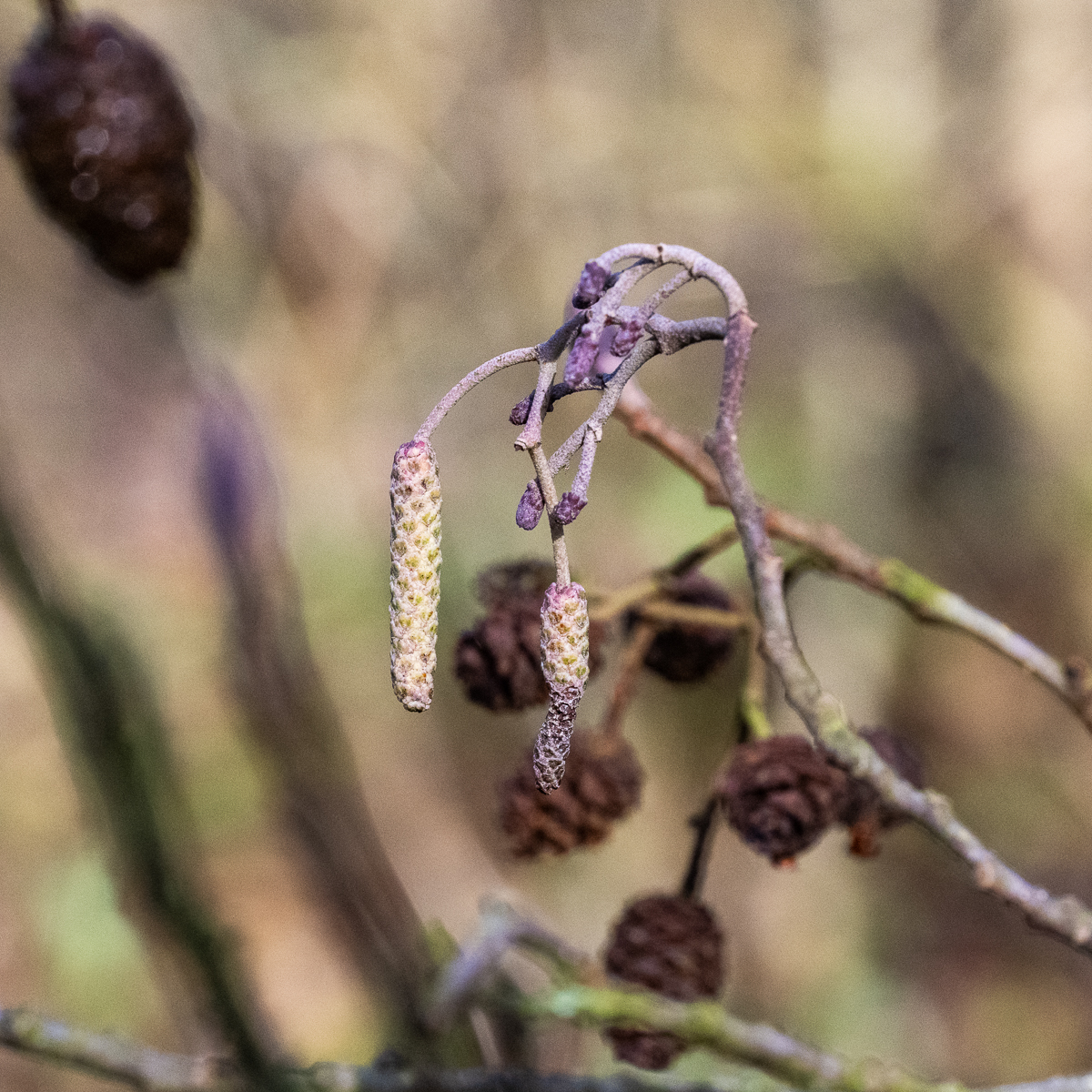 Wyldemerk zwarte els 25