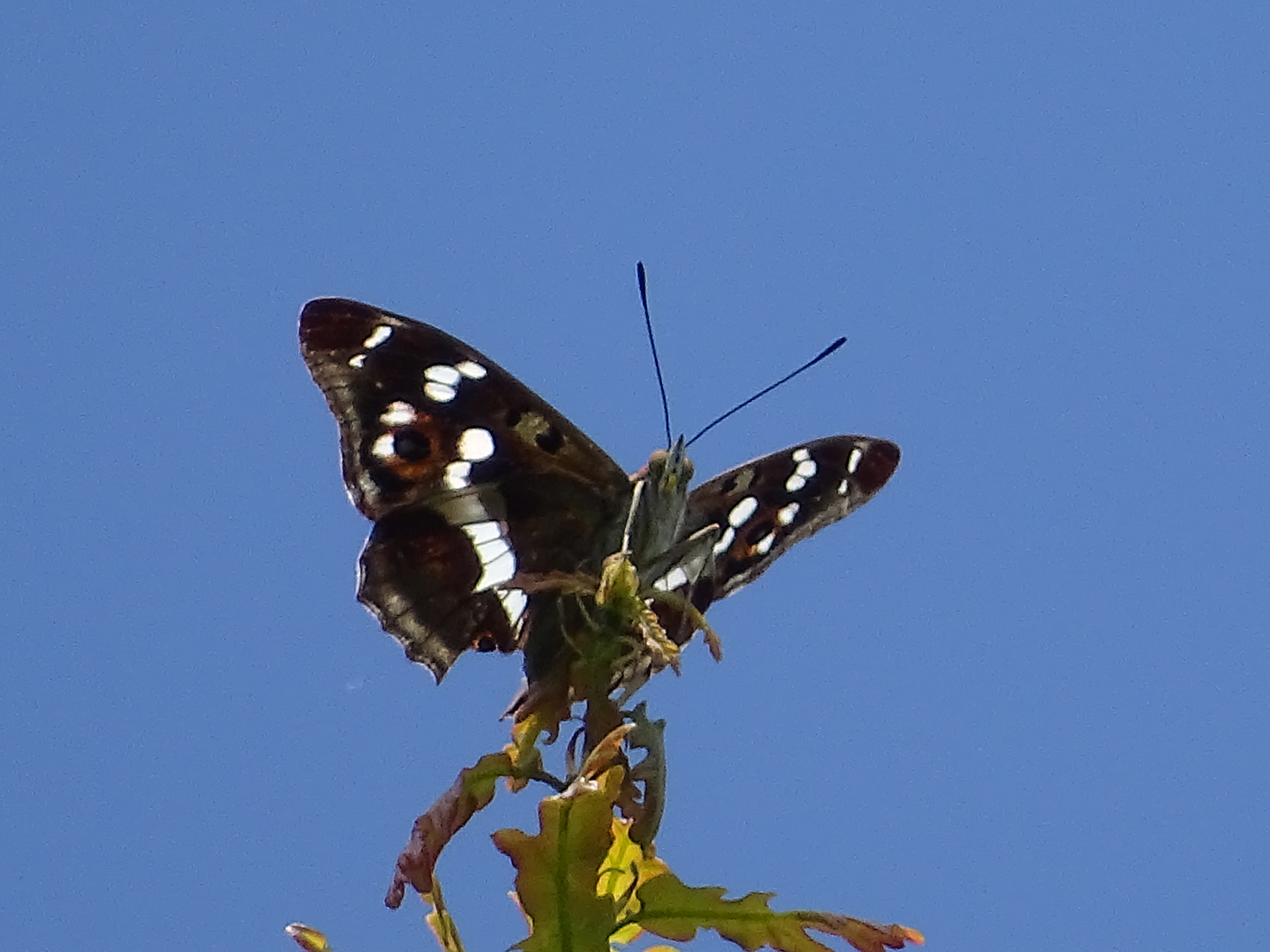 DSC03310