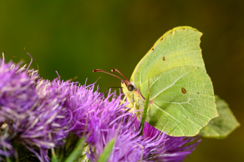 citroenvlinder