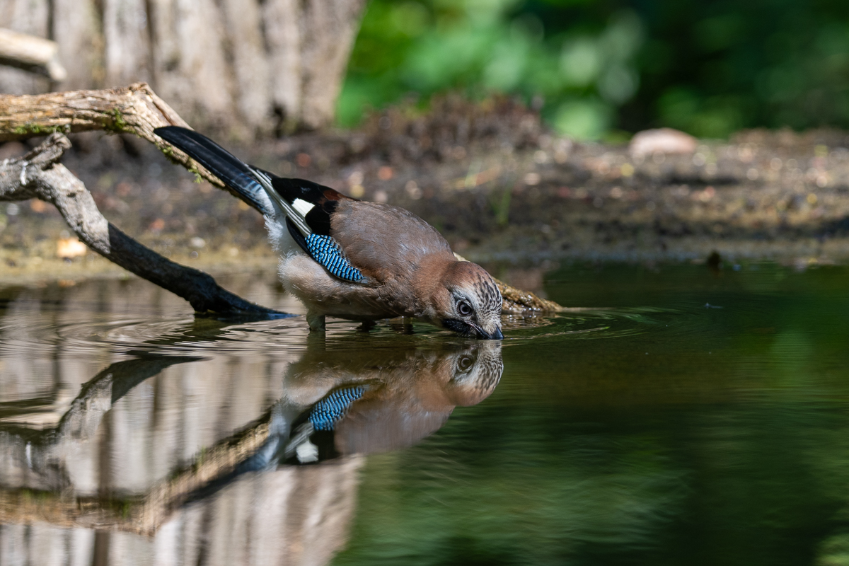 vogels en water 3