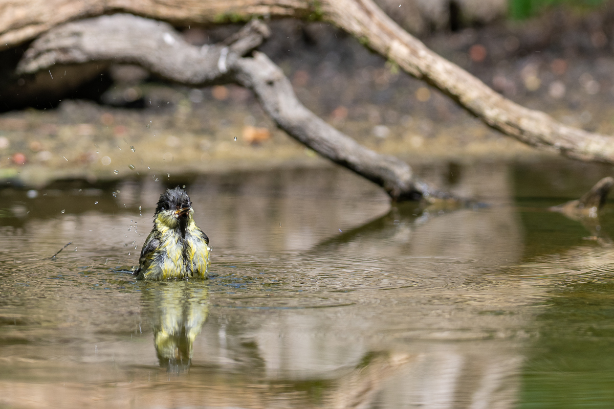 vogels en water 7