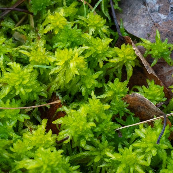 Wyldemerk Geoord Veenmos 19