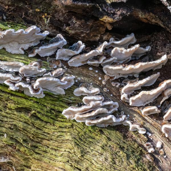 Wyldemerk Gewoon Elfenbankje 38