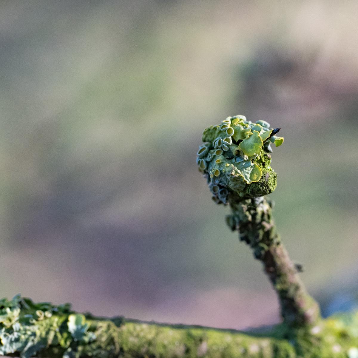 Wyldemerk Groot Dooiermos 21