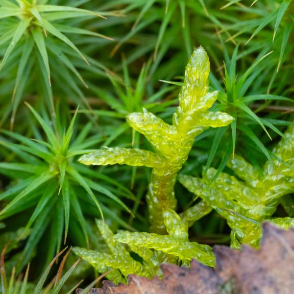 Wyldemerk Groot Laddermos 16