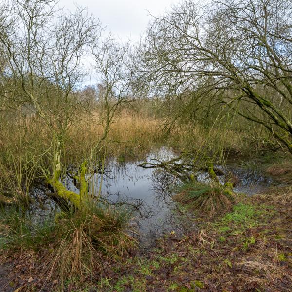 Wyldemerk Winter 2026 14