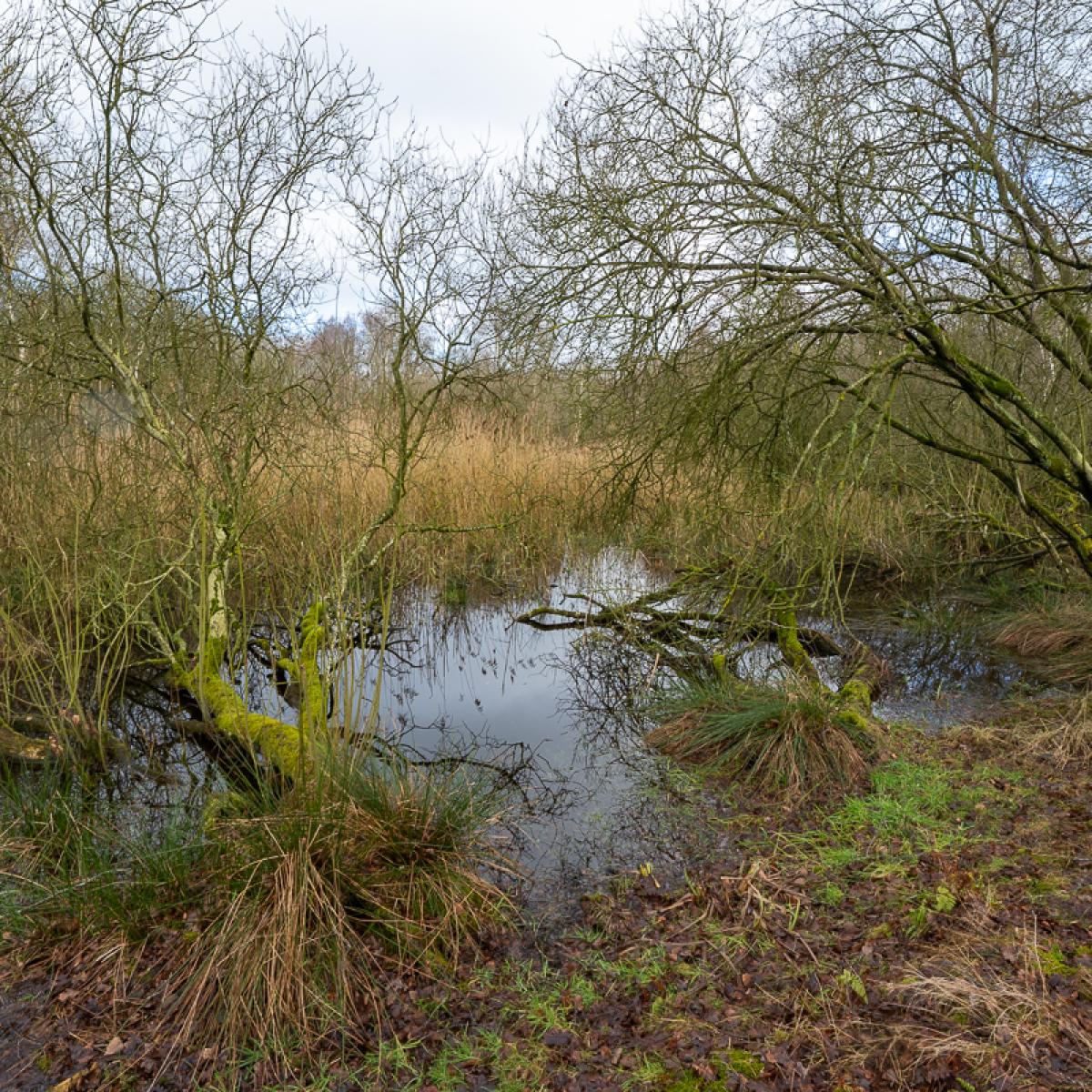 Wyldemerk Winter 2026 14