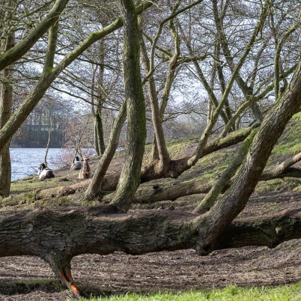 Wyldemerk Winter 2026 26