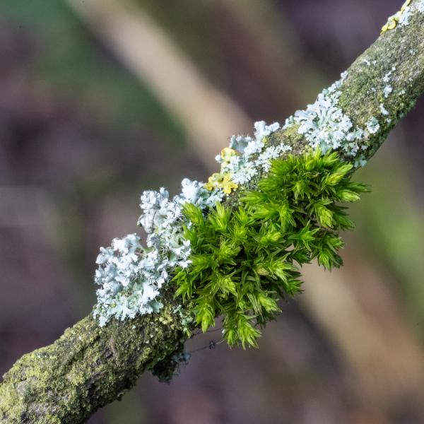 Wyldemerk Winter 2026 32