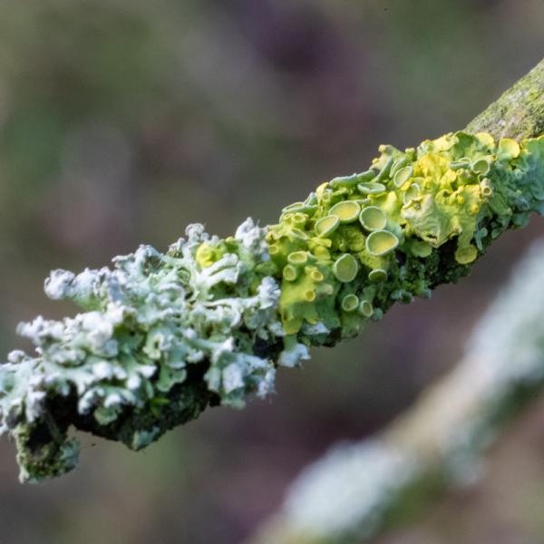 Wyldemerk Winter 2026 33