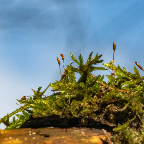 Wyldemerk Winter 2026 37