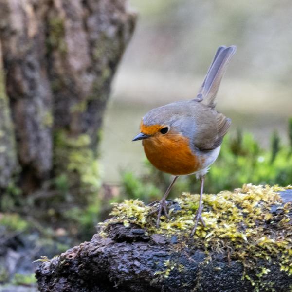 Fotohutrijsterbos 10