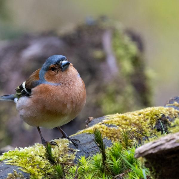 Fotohutrijsterbos 11
