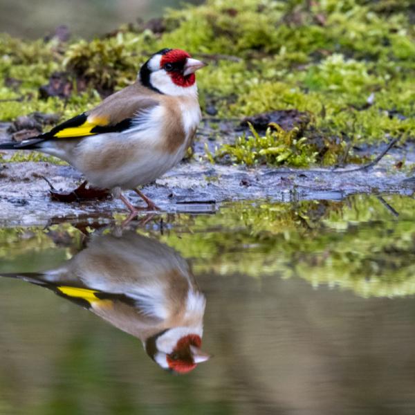 Fotohutrijsterbos 12