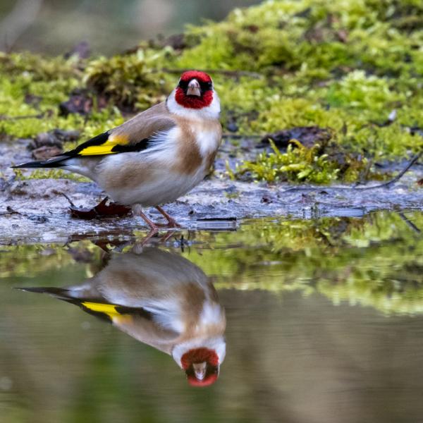 Fotohutrijsterbos 13