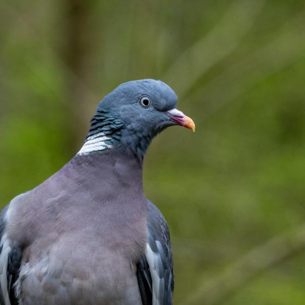 Fotohutrijsterbos 14