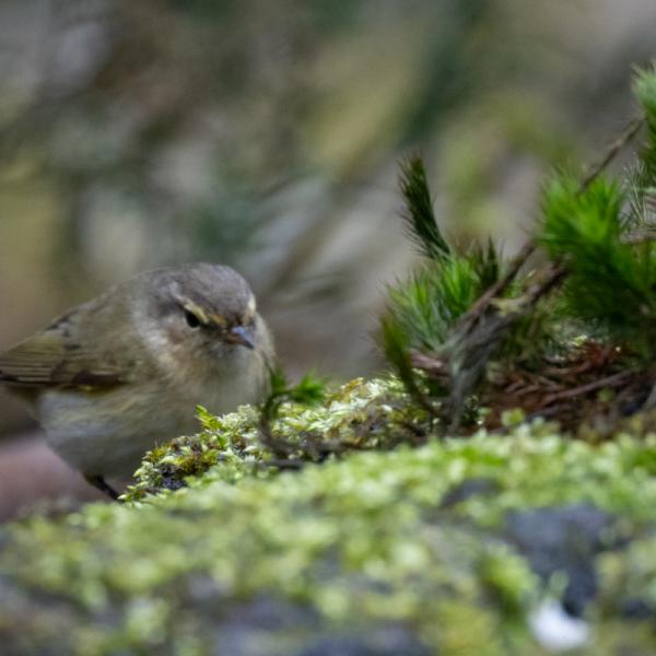 Fotohutrijsterbos 19