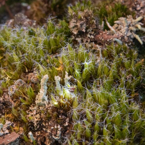 Rysterbosk Macro 28